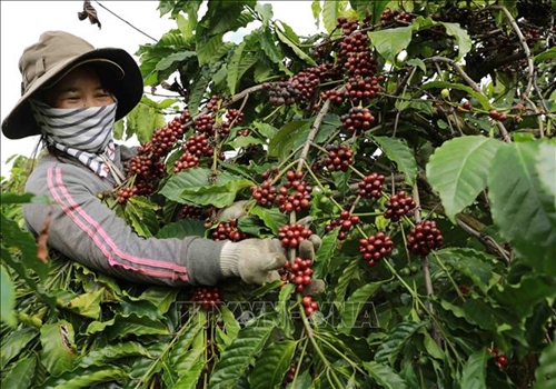 Giá cà phê hôm nay (11-5): Giá cà phê trong nước tiếp tục tăng
